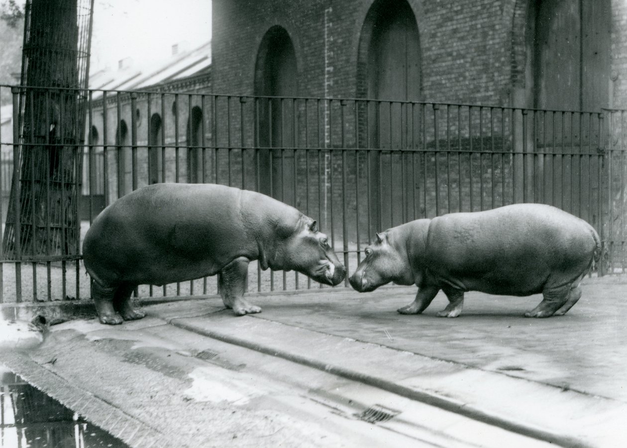 Gli ippopotami Bobbie e Joan vengono presentati allo zoo di Londra, 1923 da Frederick William Bond