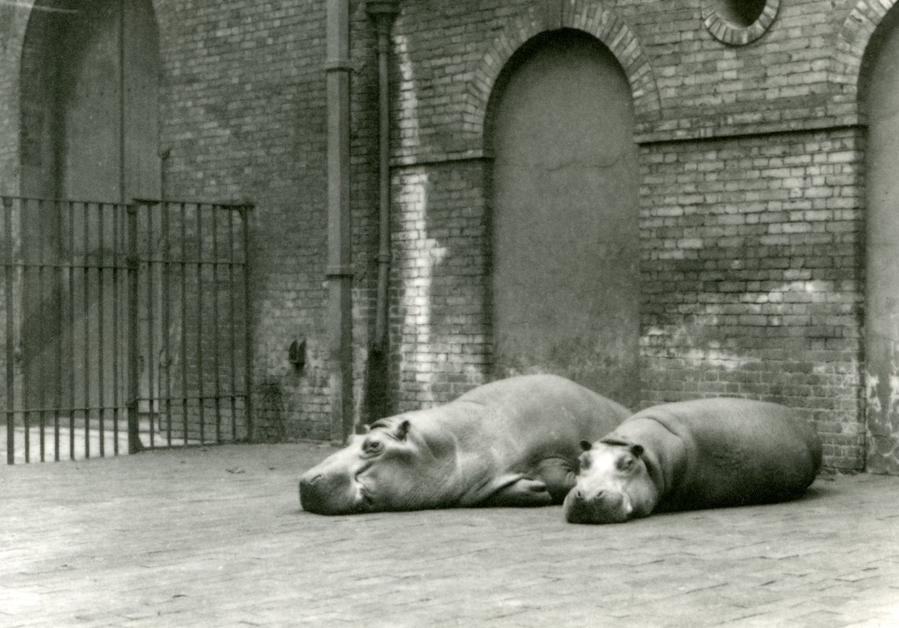 Ippopotami Bobbie e Joan allo Zoo di Londra, luglio 1923 da Frederick William Bond