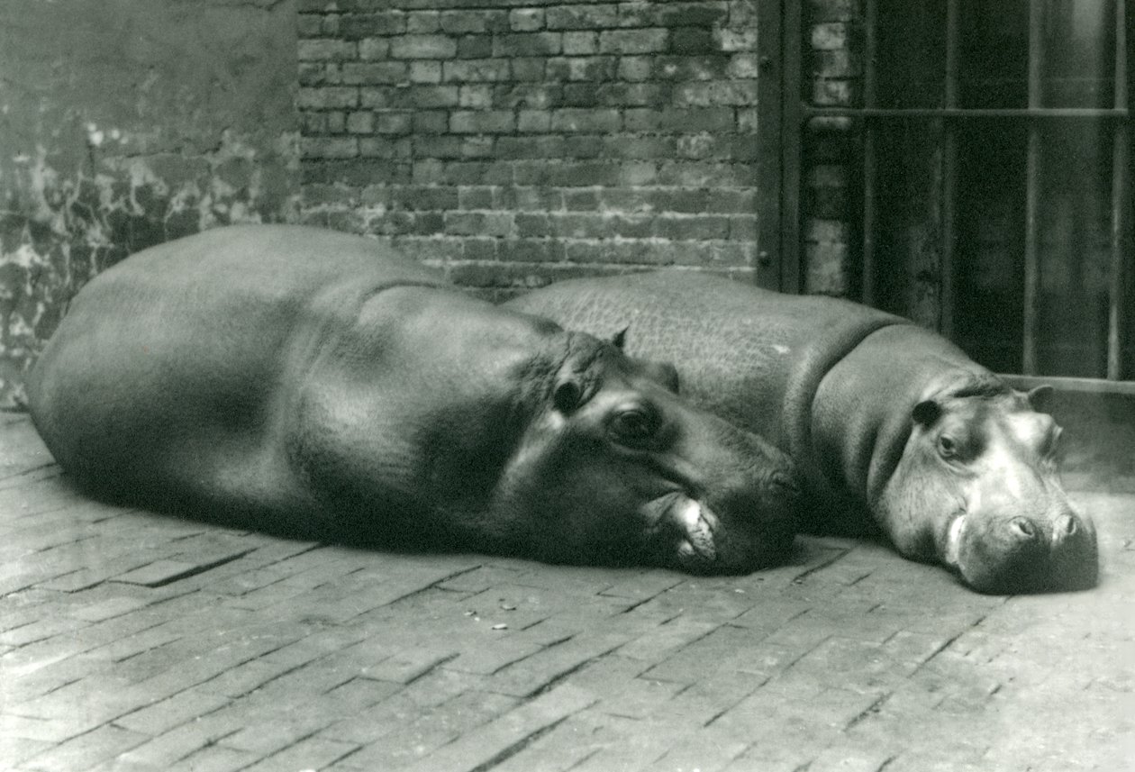 Ippopotami Bobbie e Joan sdraiati nel loro recinto allo Zoo di Londra, luglio 1923 da Frederick William Bond
