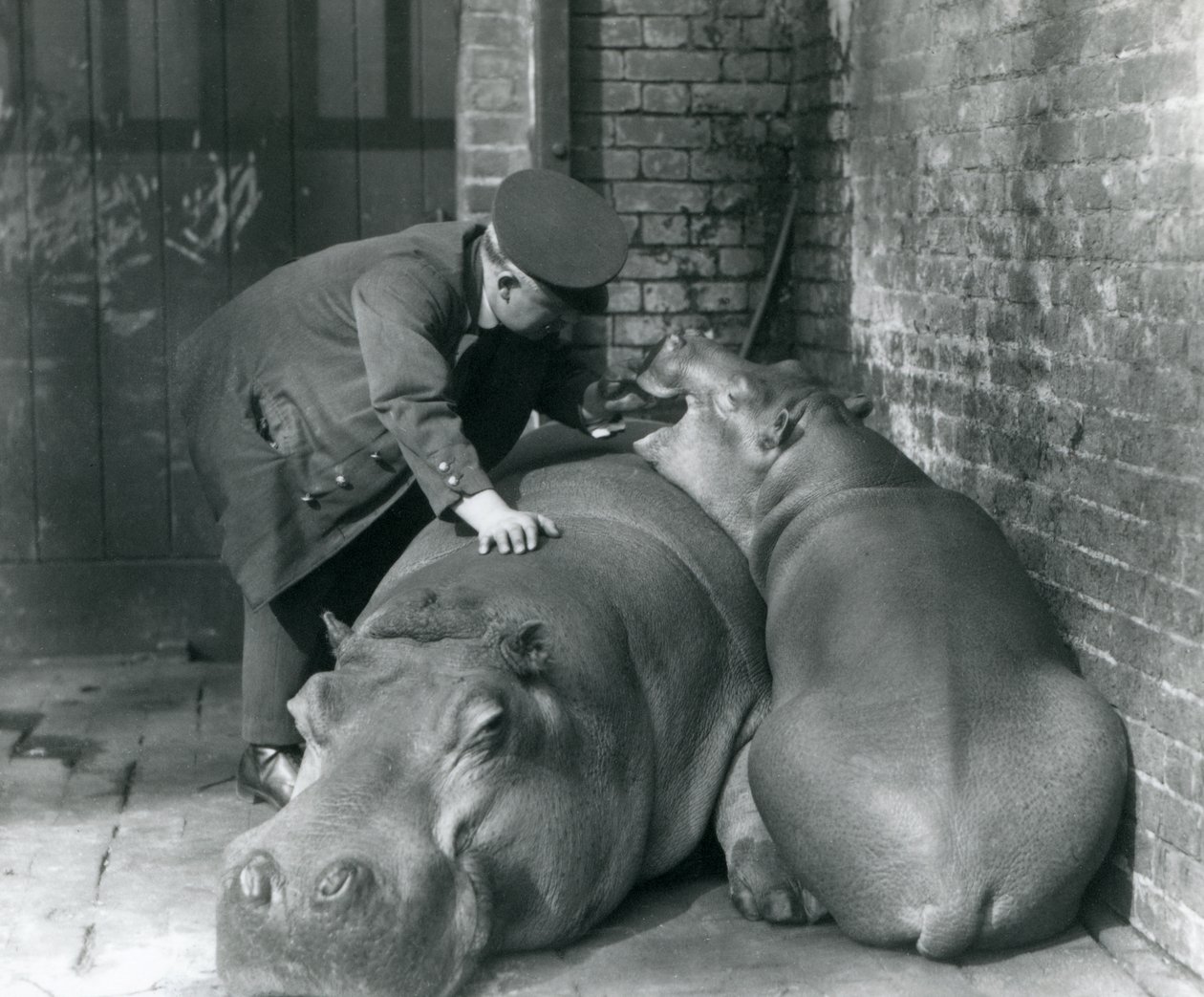 Ippopotami Joan e Jimmy allo Zoo di Londra nel 1927 da Frederick William Bond