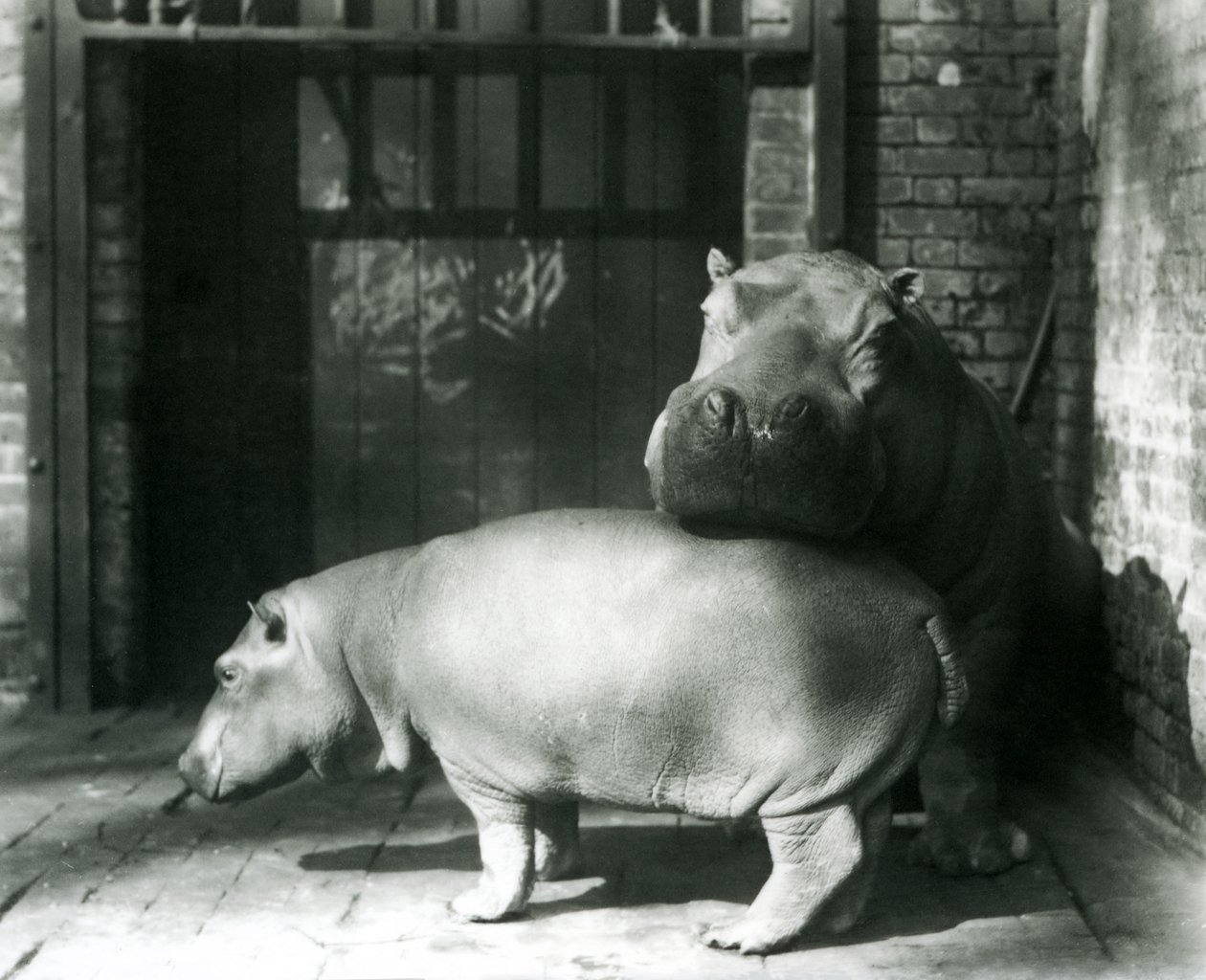 Ippopotami Joan e Jimmy allo Zoo di Londra nel 1927 da Frederick William Bond