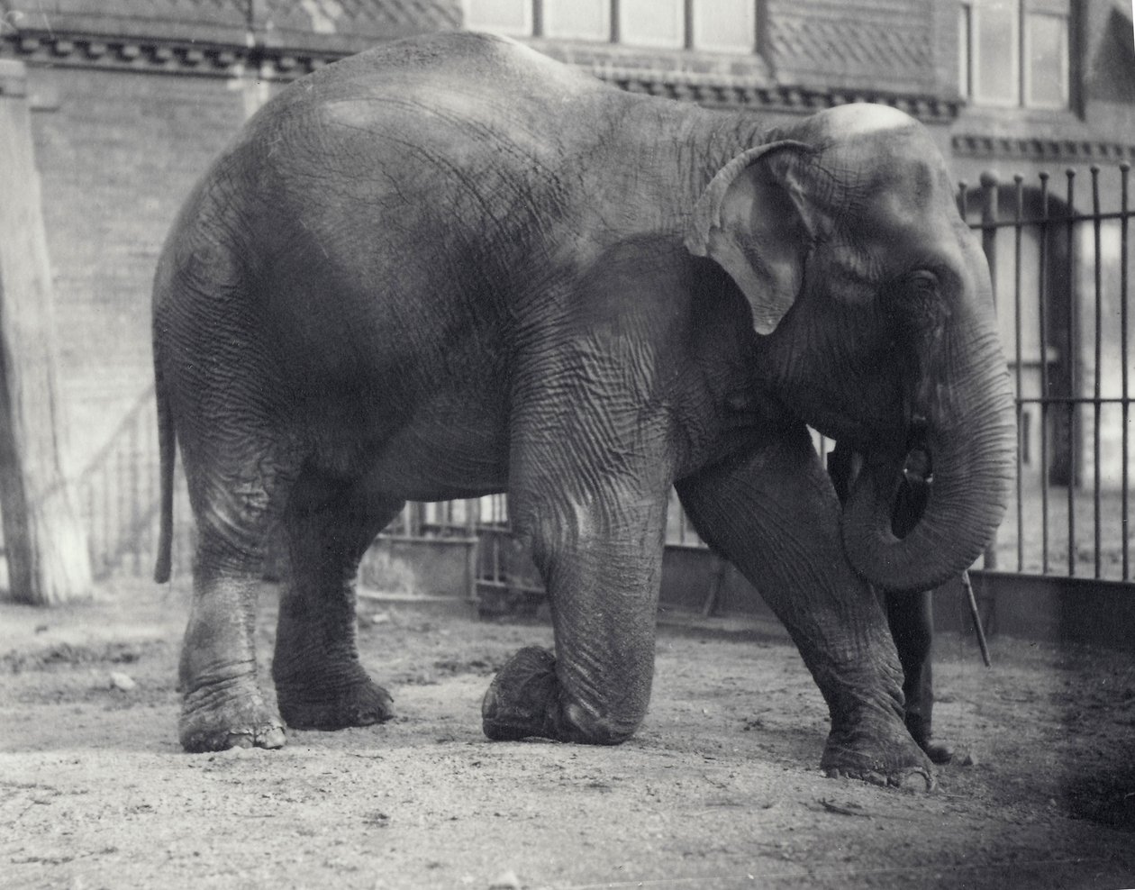 Elefante indiano, Assam Lukhi, inginocchiato con il custode allo zoo di Londra, aprile 1914 da Frederick William Bond