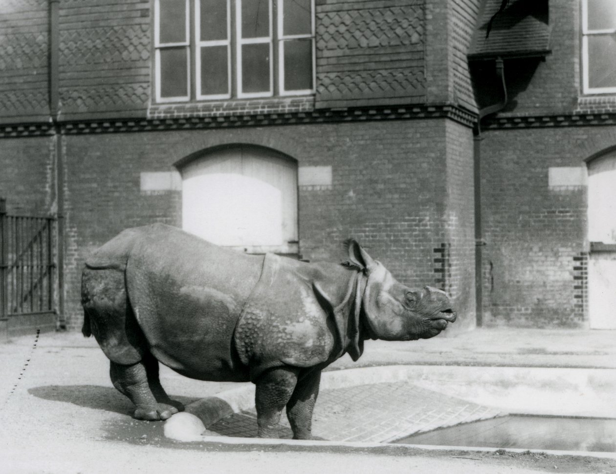 Rinoceronte indiano Felix al bordo della sua piscina allo Zoo di Londra, 1927 da Frederick William Bond