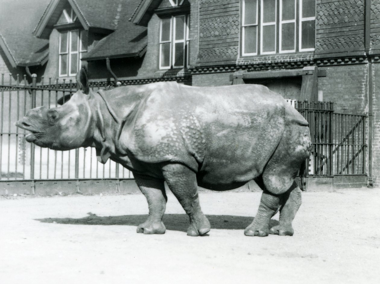 Rinoceronte indiano Felix nel suo recinto allo Zoo di Londra, 1927 da Frederick William Bond