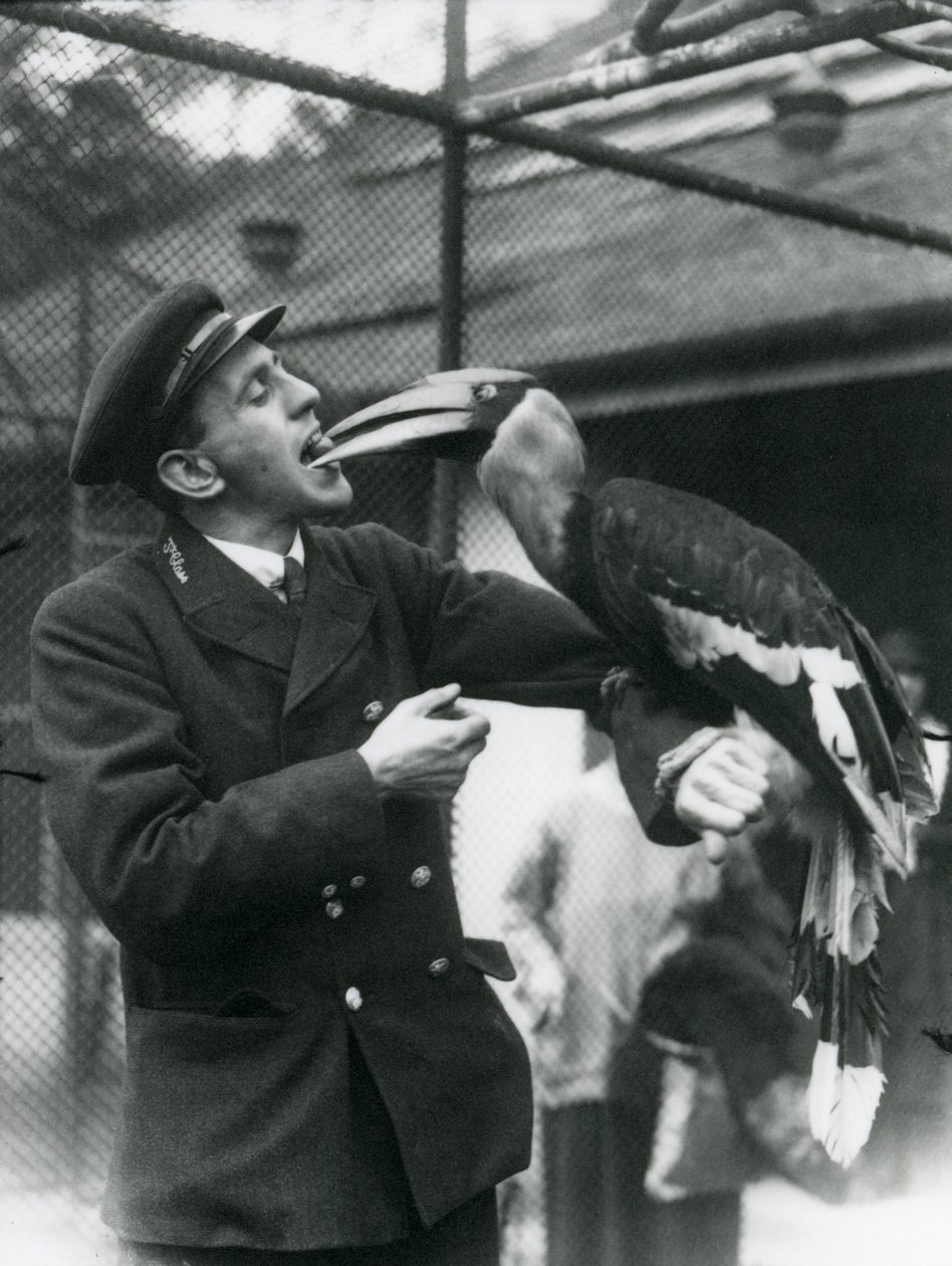 Il guardiano T. Raggett che nutre un grande bucero indiano con un frutto tenuto in bocca. Zoo di Londra 1924 da Frederick William Bond