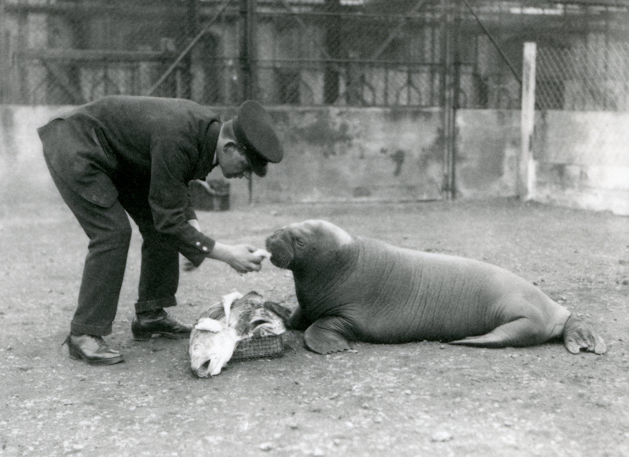 Il guardiano Arthur Chandler dà da mangiare pesce a un giovane tricheco, Zoo di Londra, 1924 da Frederick William Bond