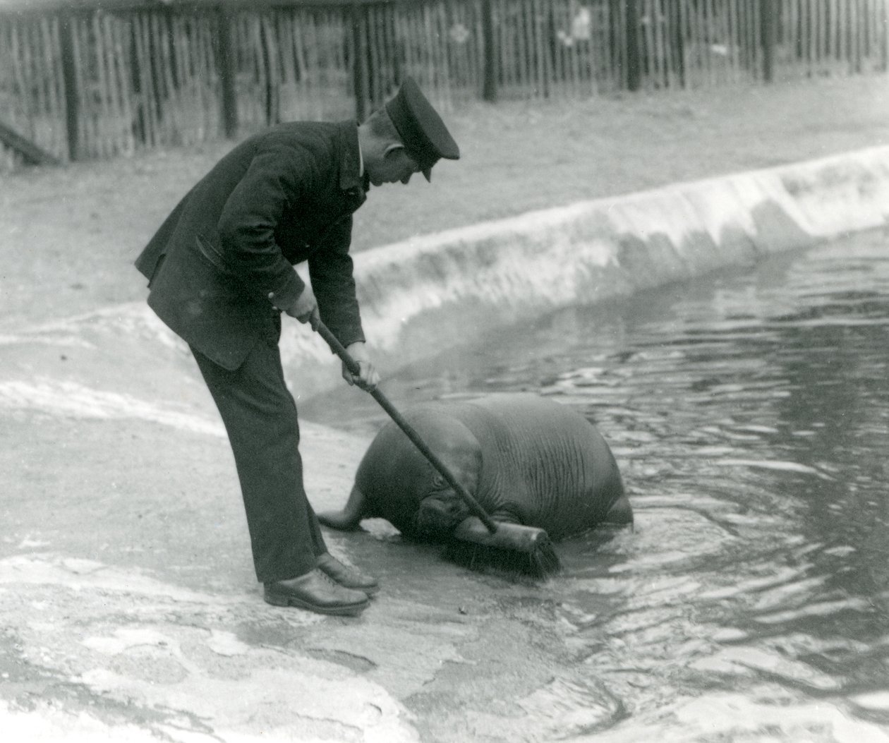 Il custode Arthur Chandler pulisce la piscina dei trichechi, Zoo di Londra, 1924 da Frederick William Bond