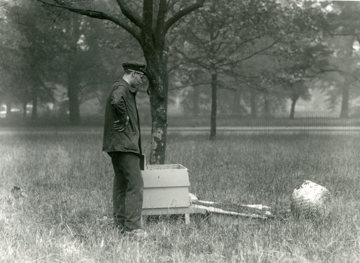 Il Custode Brown che sposta uno sciame di api, Zoo di Londra, luglio 1926 da Frederick William Bond