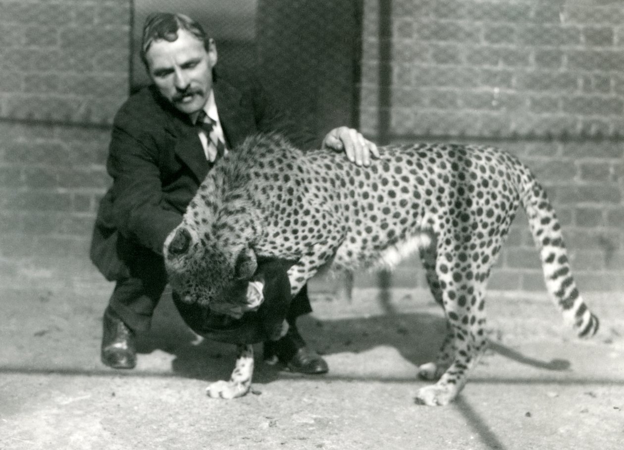 Il guardiano Charles Dixon con un ghepardo giocoso allo Zoo di Londra, ottobre 1922 da Frederick William Bond