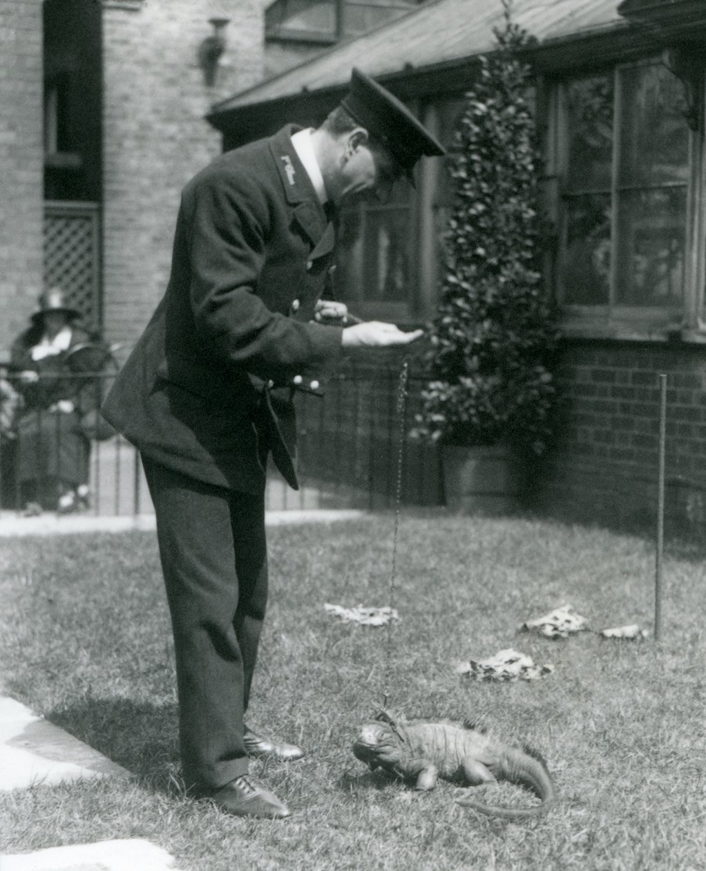 Il custode Collins su un prato al London Zoo con un