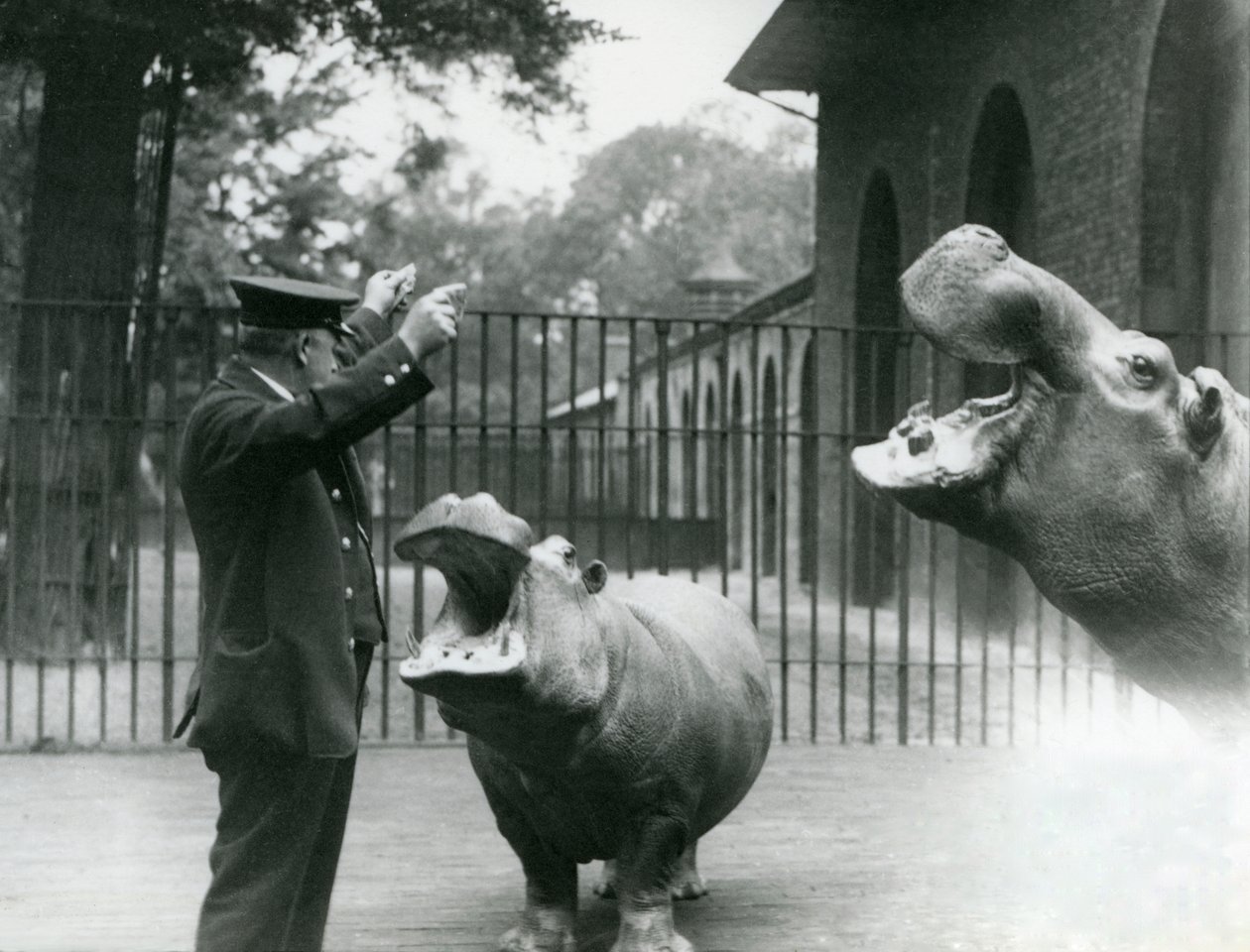 Il custode Ernie Bowman con gli ippopotami Bobbie e Joan allo Zoo di Londra, luglio 1923 da Frederick William Bond