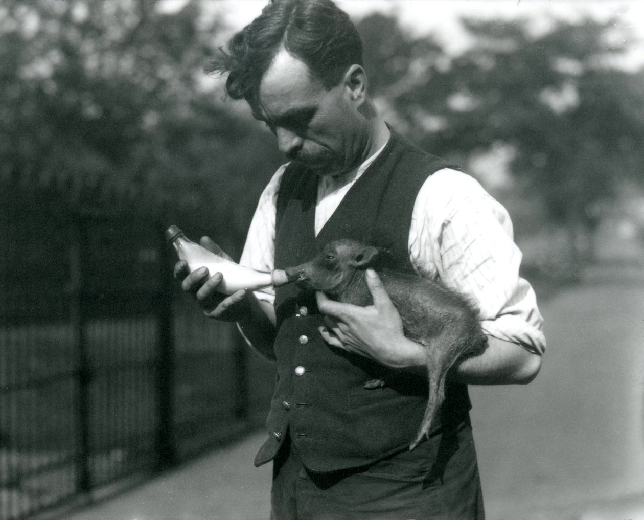 Il guardiano Harry Warwick allatta con il biberon un cucciolo di facocero allo zoo di Londra, agosto 1922 da Frederick William Bond