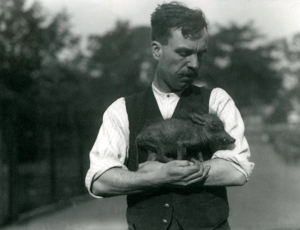 Il guardiano Harry Warwick culla un piccolo facocero tra le braccia allo Zoo di Londra, agosto 1922 da Frederick William Bond