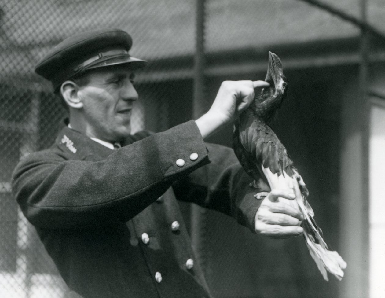 Thomas Raggett che accarezza un Grande Bucero Indiano sotto il becco, Zoo di Londra, 1924 da Frederick William Bond