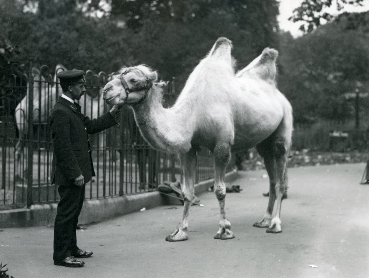 Il guardiano W. Styles con un cammello bactriano allo zoo di Londra, luglio 1914 da Frederick William Bond