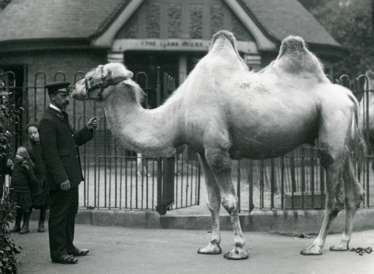 Il guardiano W. Styles, con un cammello bactriano, fuori dalla Casa dei Lama allo Zoo di Londra, luglio 1914 da Frederick William Bond