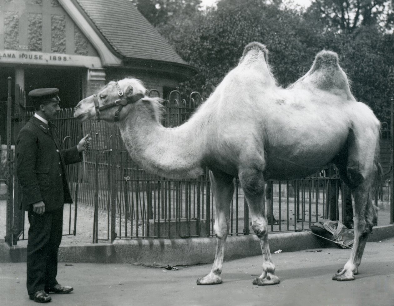 Il guardiano W. Styles, con un cammello bactriano, fuori dalla Casa dei Lama allo Zoo di Londra, luglio 1914 da Frederick William Bond