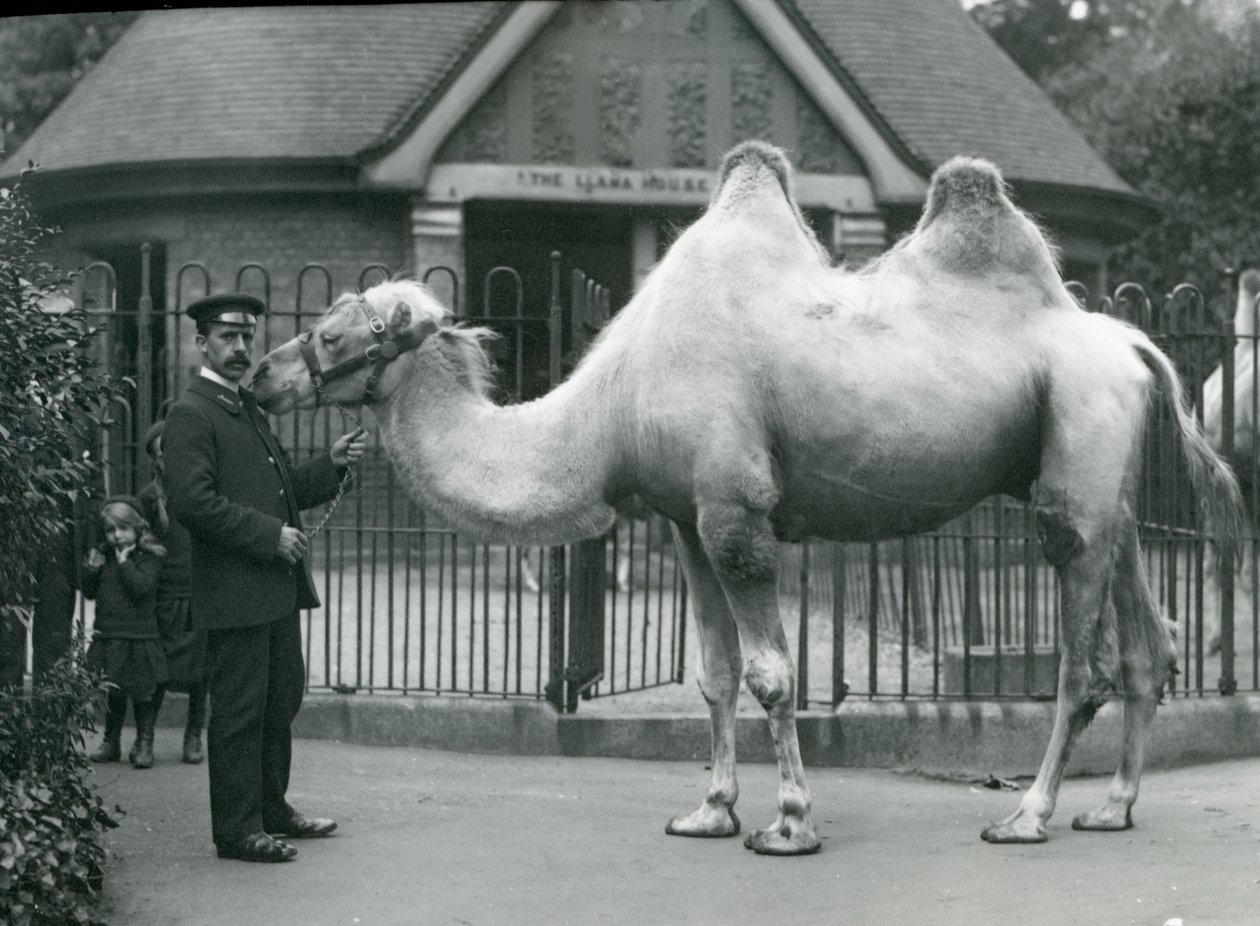 Guardiano W. Styles, con un cammello bactriano, fuori dalla Casa dei Lama allo Zoo di Londra, luglio 1914 da Frederick William Bond
