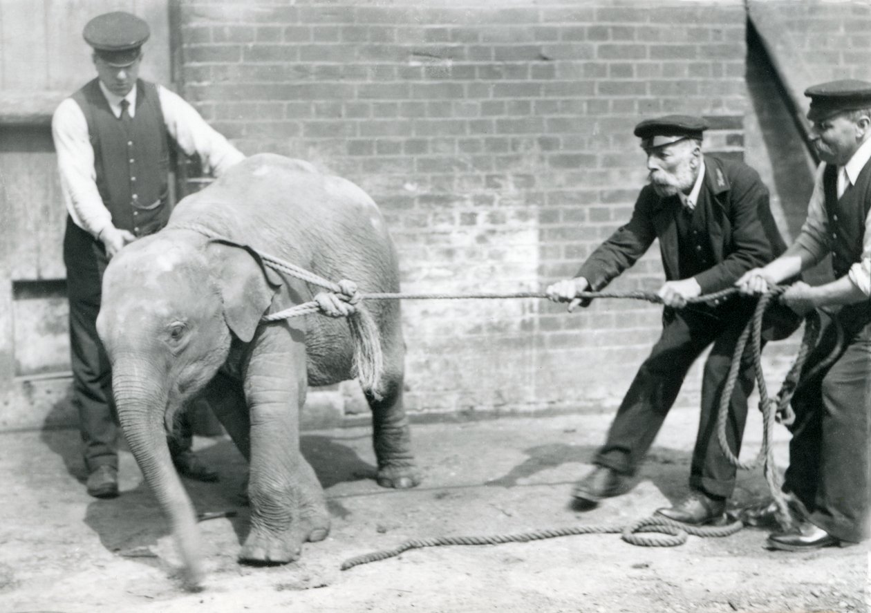 I custodi A. Church, Charles Eyles e H. Robertson che cercano di guidare un elefante asiatico bambino con una corda, Zoo di Londra, settembre 1919 da Frederick William Bond