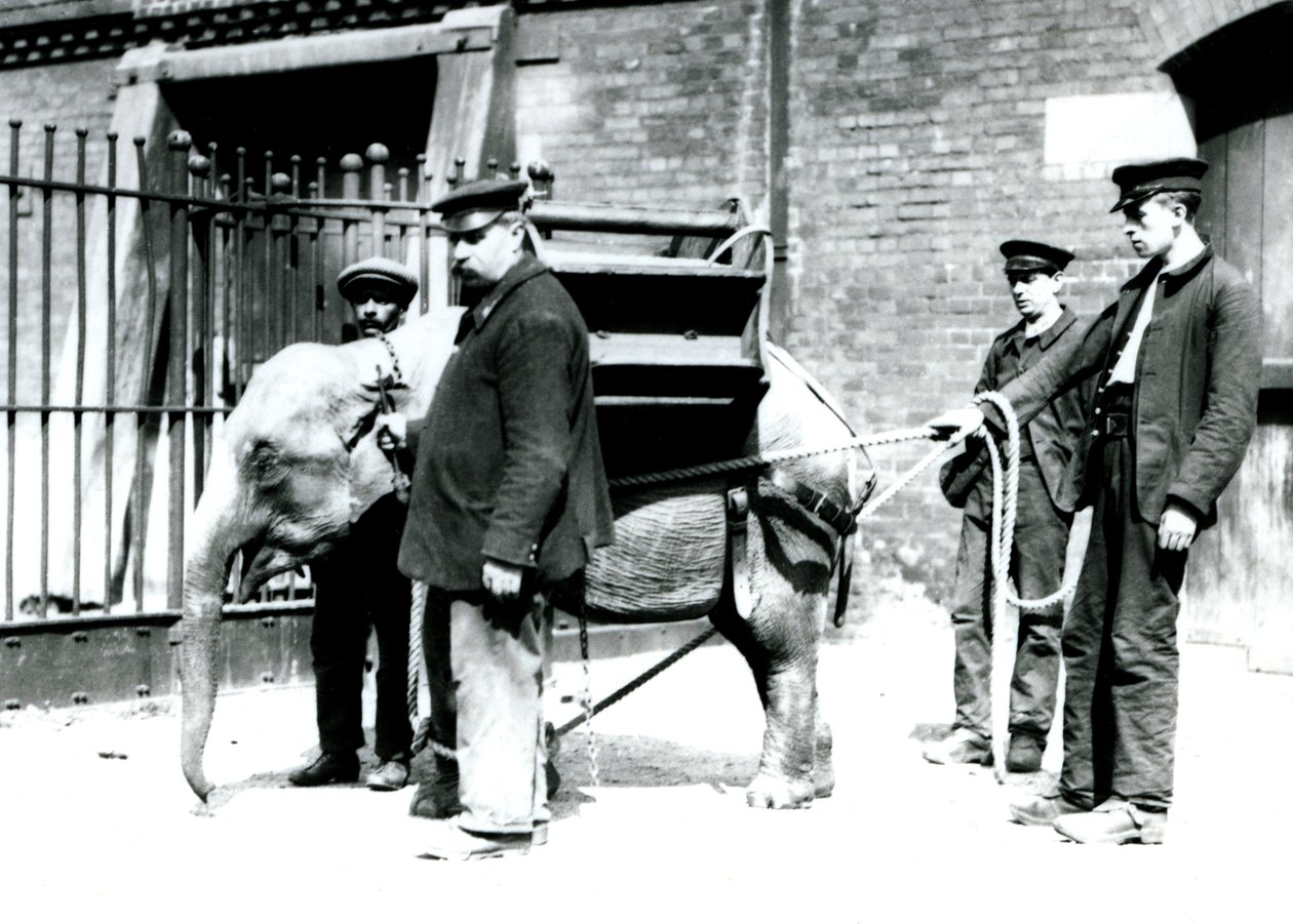 I guardiani Jack Milbourne, H Robertson e Thomas addestrano un giovane elefante asiatico, Zoo di Londra, maggio 1922 da Frederick William Bond