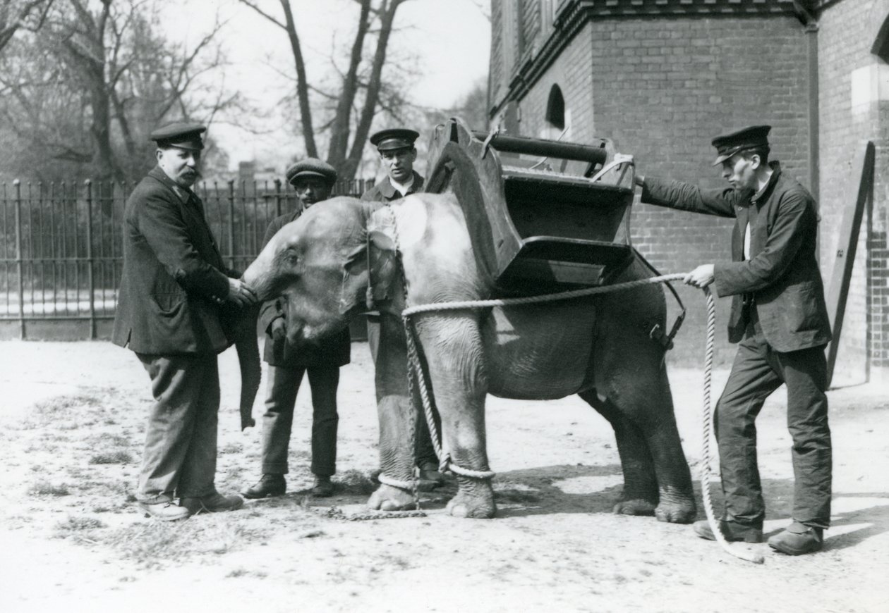 I guardiani Jack Milbourne, H Robertson e Thomas addestrano un giovane elefante asiatico, Zoo di Londra, maggio 1922 da Frederick William Bond