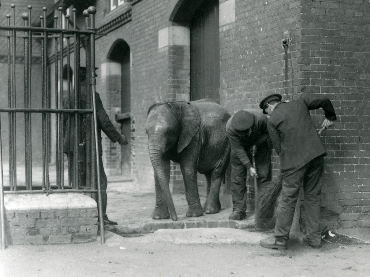 Guardiani con il giovane elefante africano maschio Kiberenge, Zoo di Londra, 1924 da Frederick William Bond
