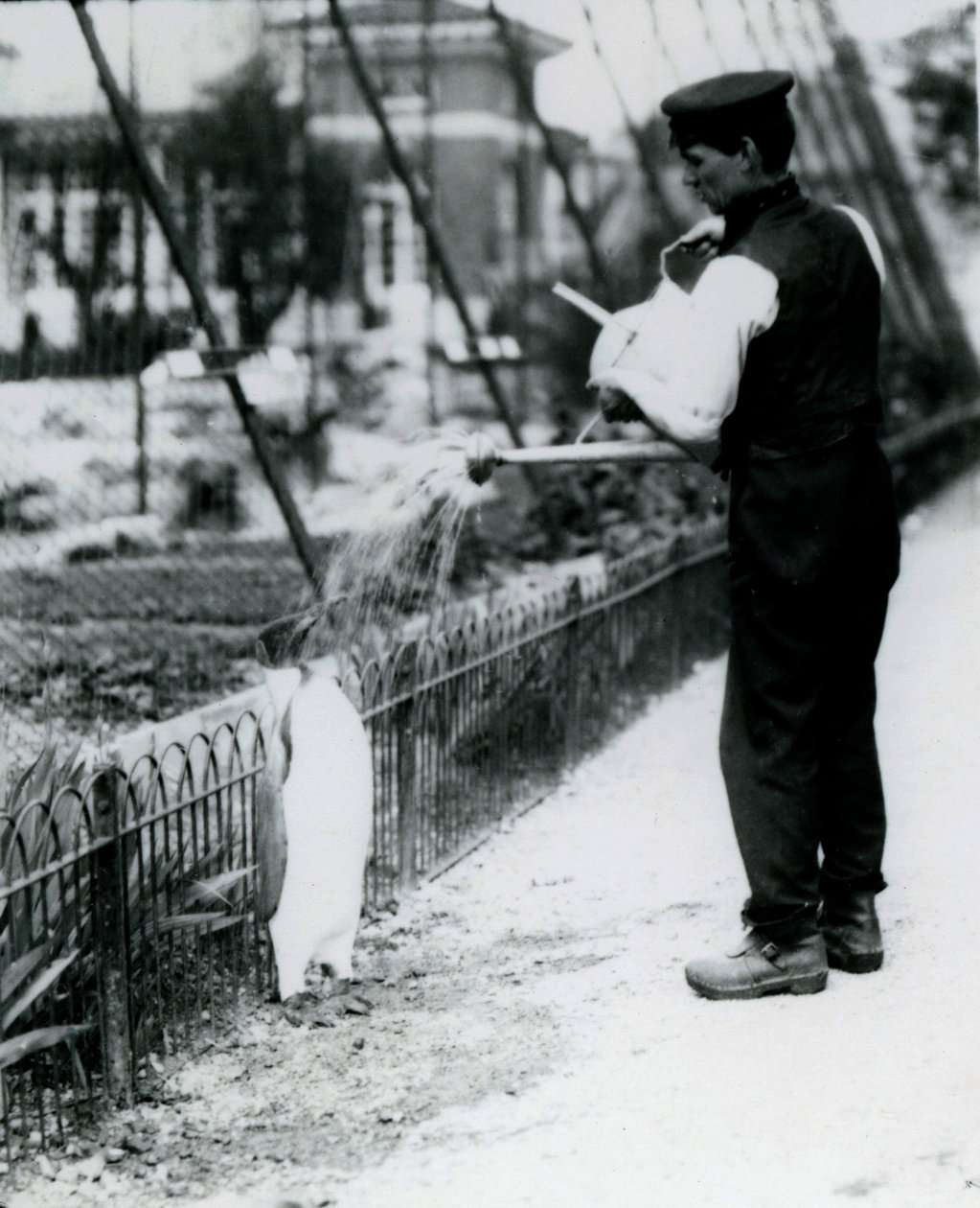 Pinguino Reale, bagnato con una doccia dal custode Harry Munro, con un annaffiatoio allo Zoo di Londra, maggio 1914. Munro fu ucciso nella Prima Guerra Mondiale, avendo servito nell