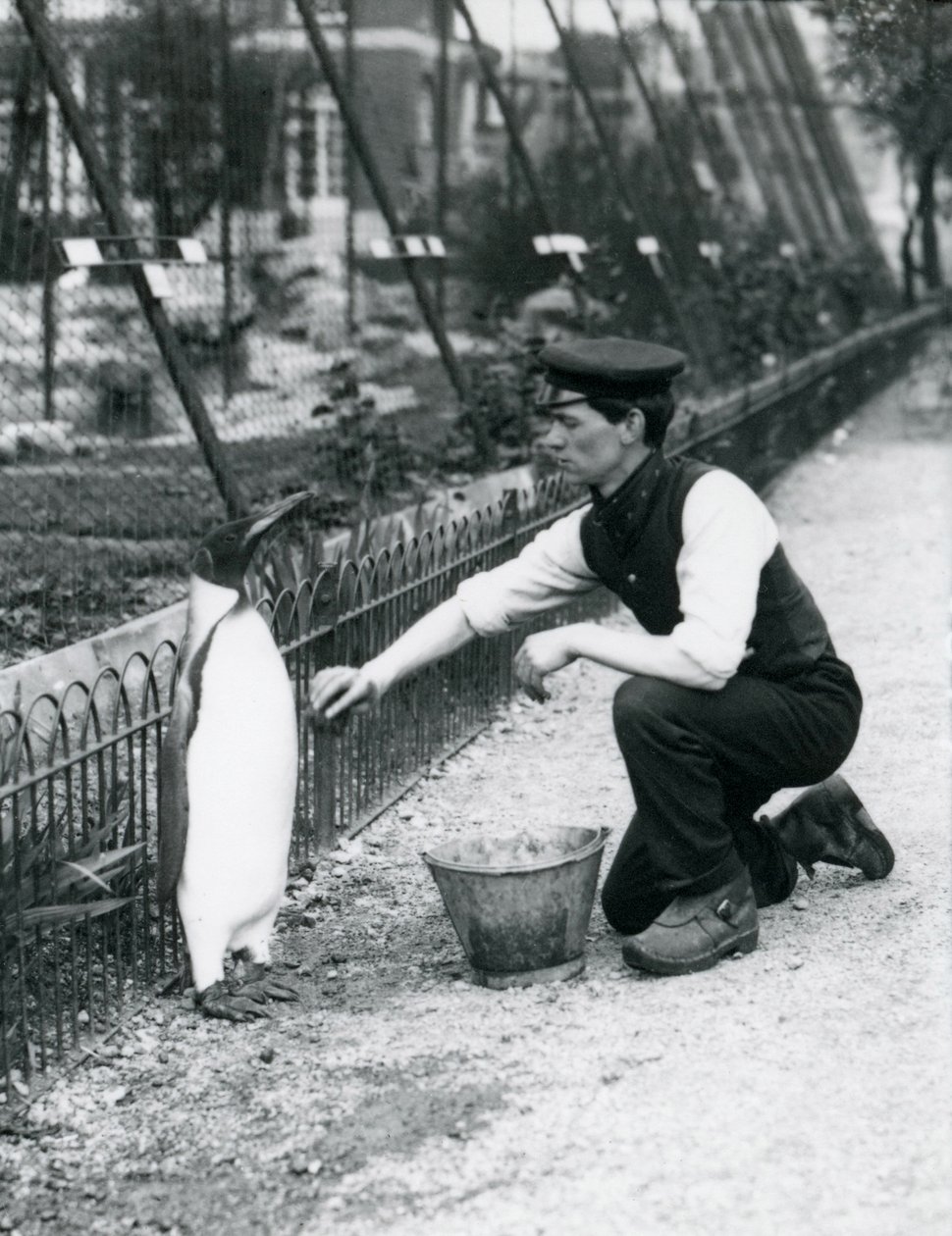 Pinguino reale, lavato dal custode Harry Munro con una spugna allo zoo di Londra, maggio 1914. Munro fu ucciso nella Prima Guerra Mondiale, avendo servito nell