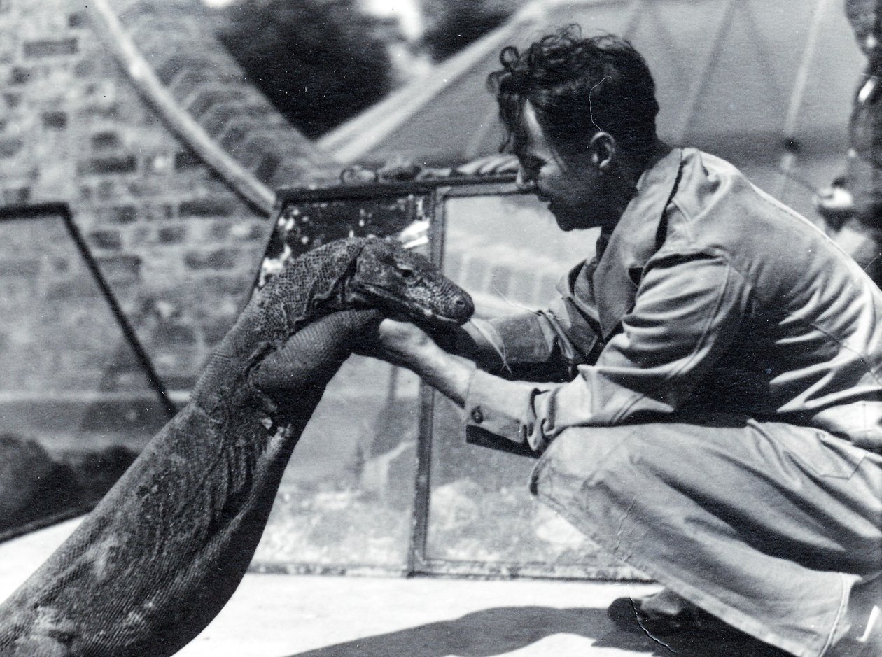 Drago di Komodo Sumbawa con il custode H. Alec Budd, 1928 da Frederick William Bond
