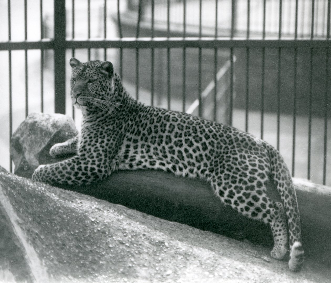 Leopardo Rex sdraiato su un tronco nel suo recinto al London Zoo, luglio 1925 da Frederick William Bond
