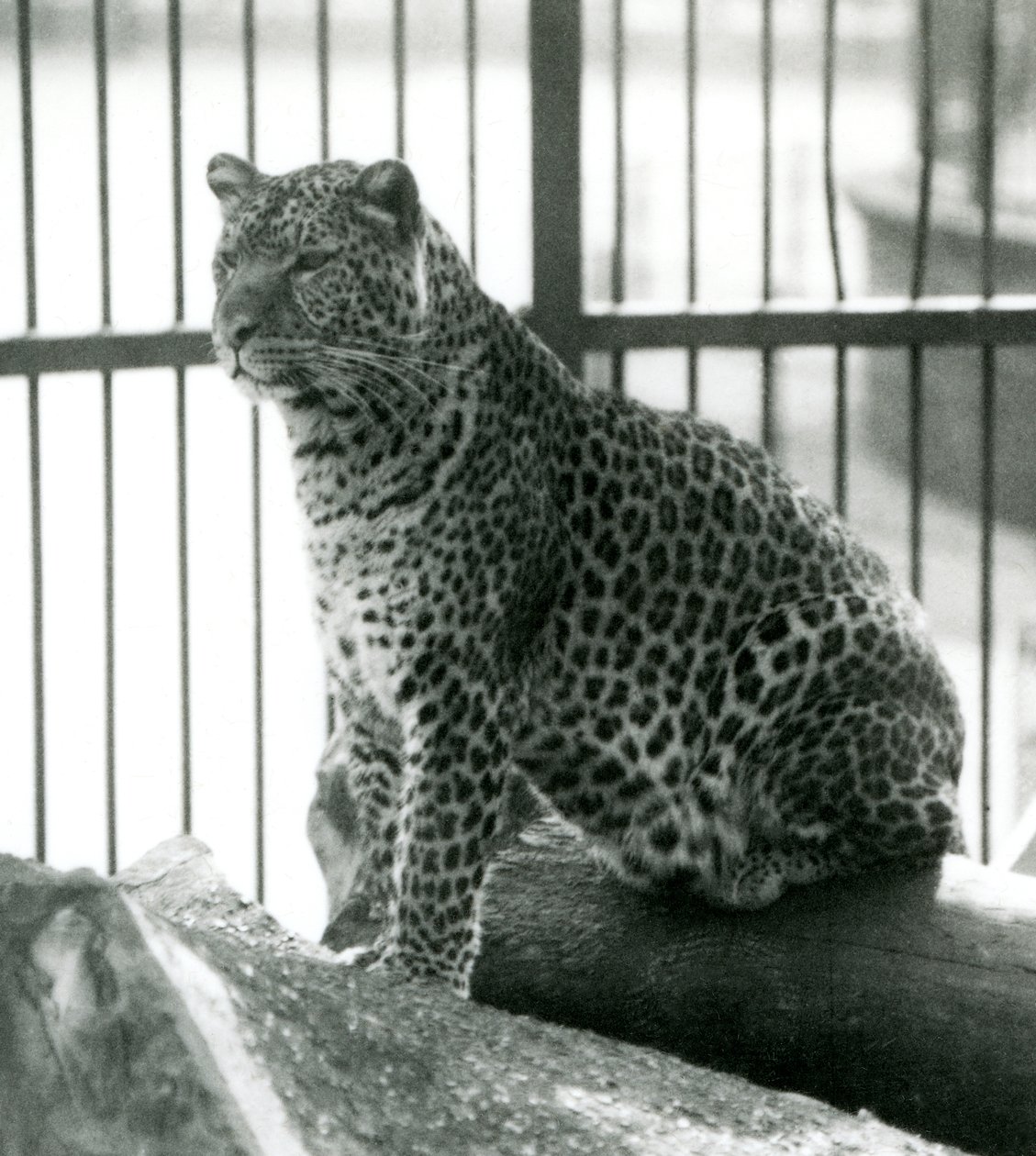 Leopardo Rex seduto su un tronco nel suo recinto al London Zoo, giugno 1925 da Frederick William Bond