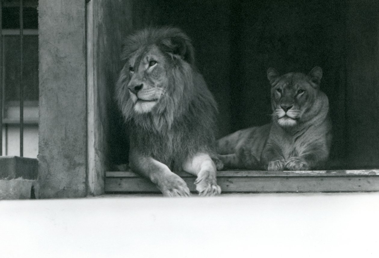 Leone e leonessa Kuja e Caroline allo Zoo di Londra, luglio 1924 da Frederick William Bond