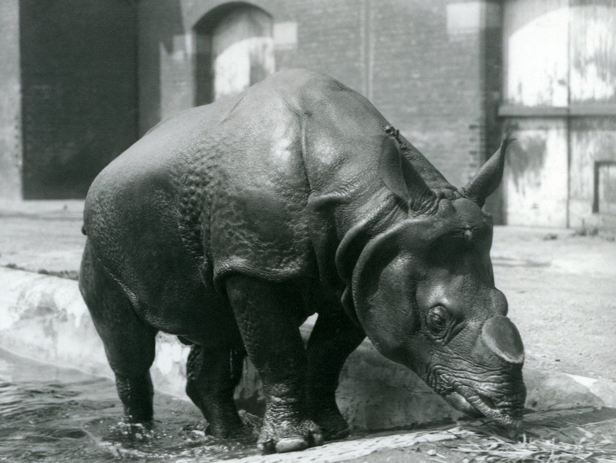Rinoceronte indiano maschio Felix che lascia la sua piscina allo Zoo di Londra nel 1928 da Frederick William Bond