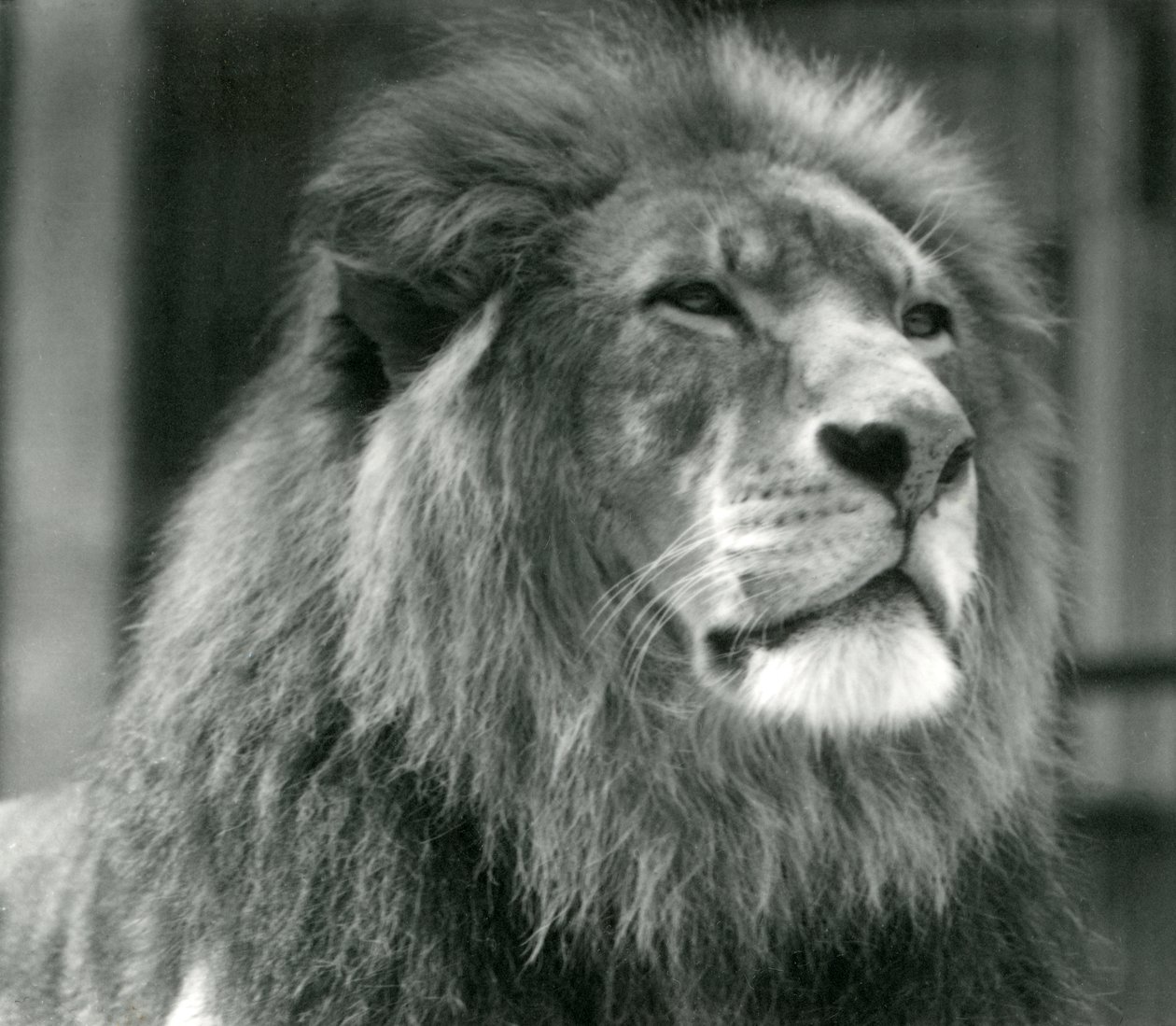 Leone maschio Kuja allo Zoo di Londra nell