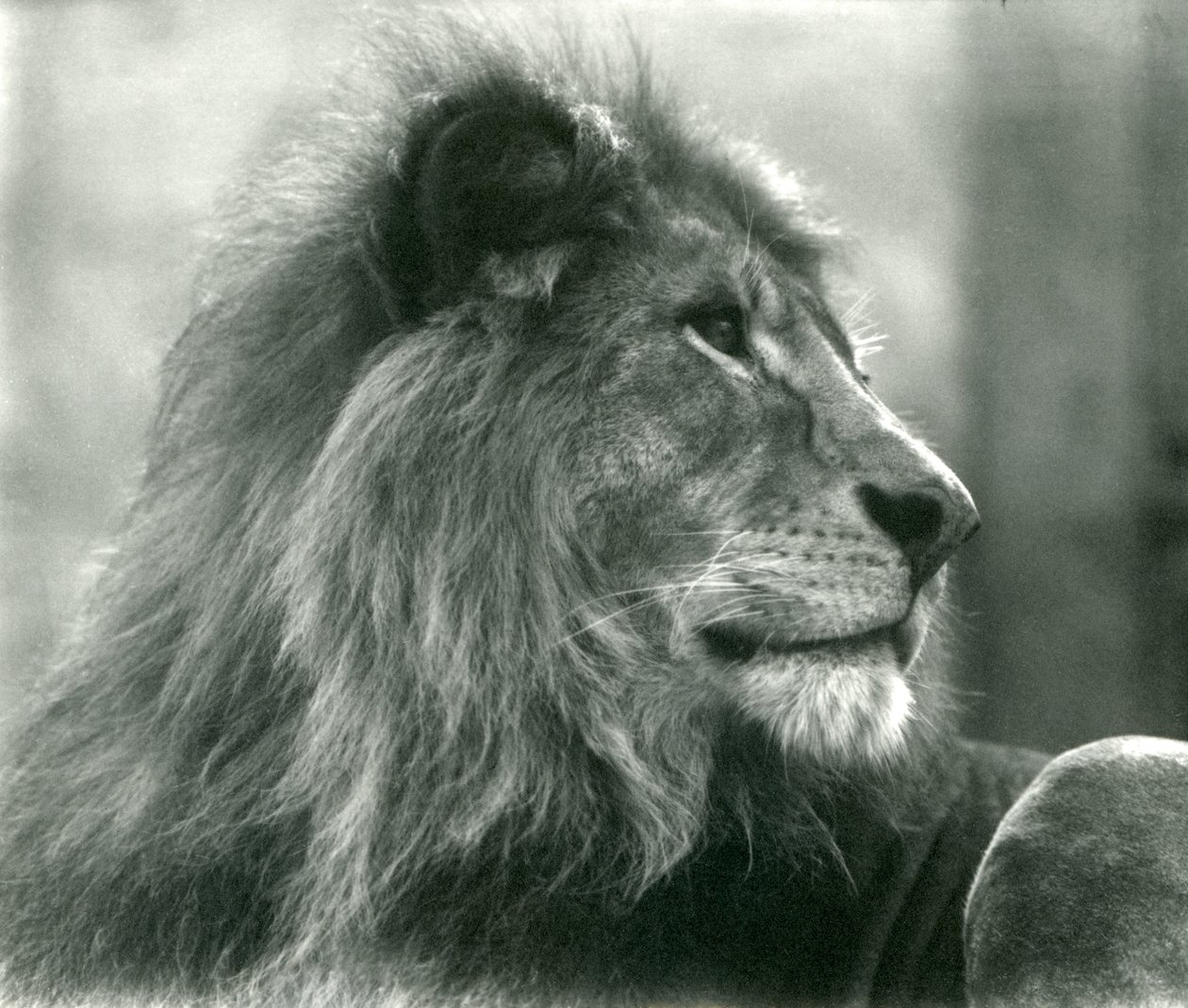 Leone maschio Kuja allo Zoo di Londra nel gennaio 1925 da Frederick William Bond