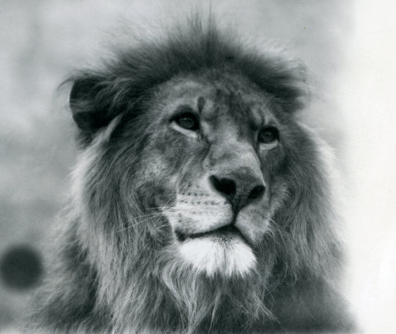Leone maschio Kuja allo Zoo di Londra nel gennaio 1925 da Frederick William Bond