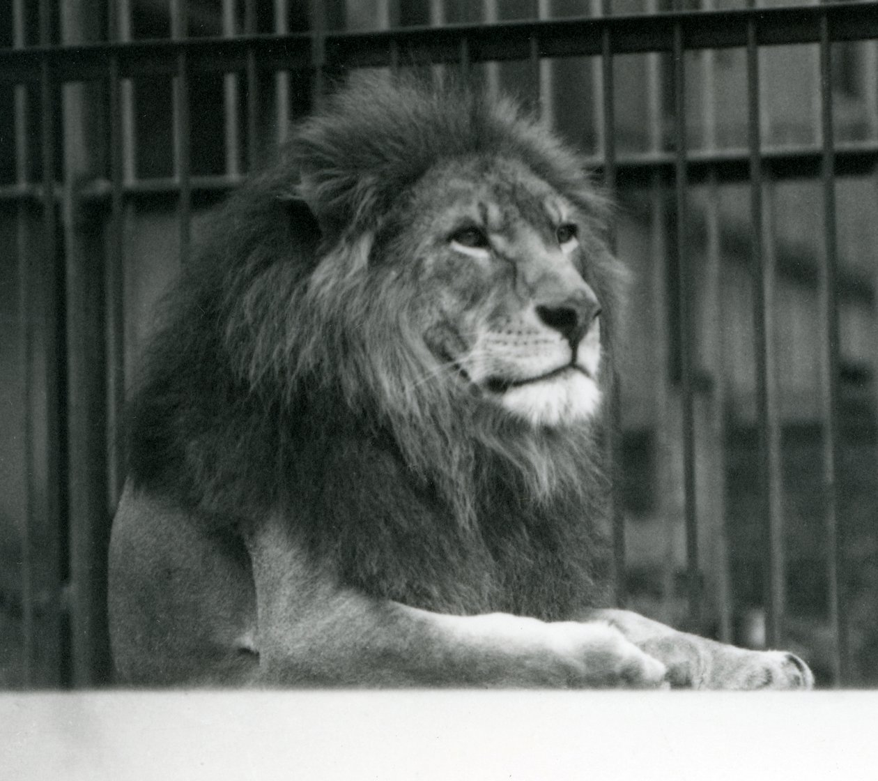 Leone maschio 