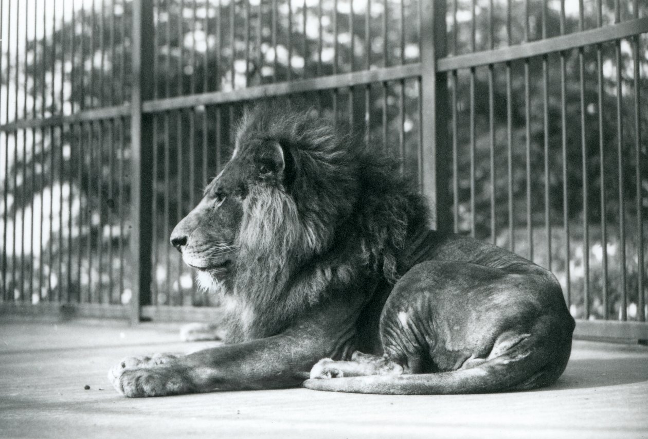 Leone maschio Toto sdraiato nel suo recinto allo zoo di Londra nel settembre 1927 da Frederick William Bond