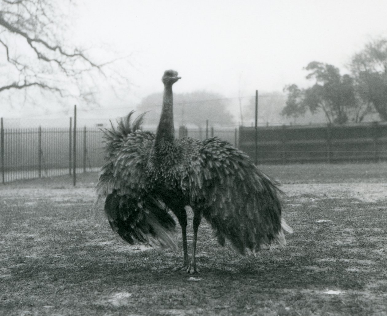 Richiamo del maschio di nandù maggiore, Zoo di Londra da Frederick William Bond
