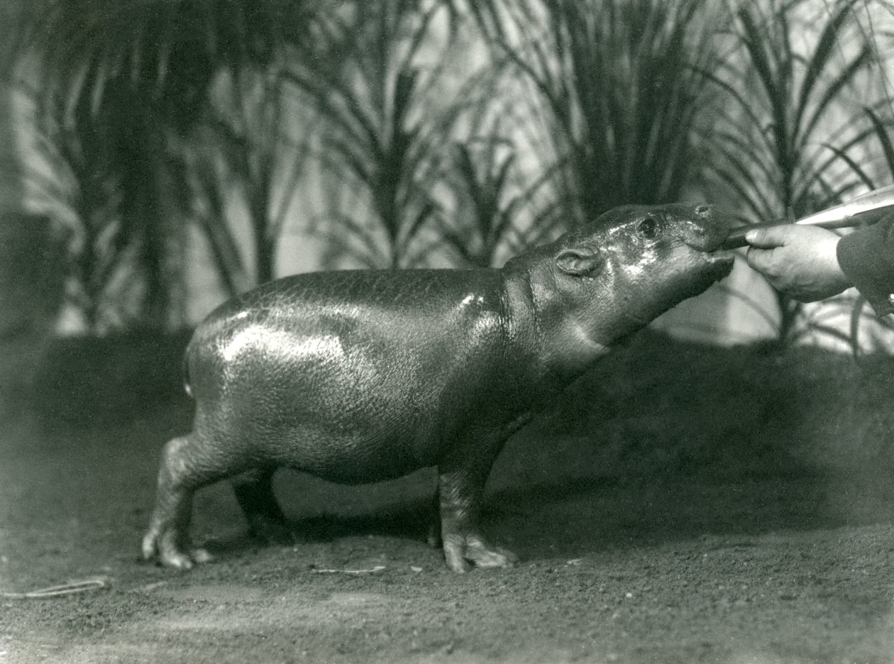 Percy, un giovane Ippopotamo Pigmeo nutrito a mano allo Zoo di Londra, novembre 1923 da Frederick William Bond