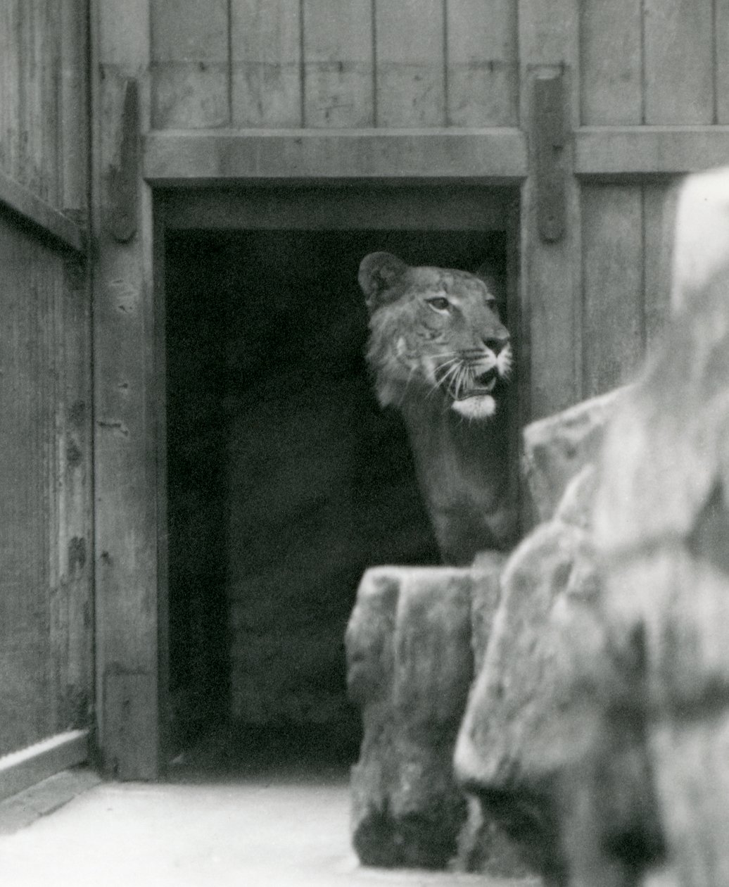 Ranji un tigone maschio, Zoo di Londra, luglio 1924 da Frederick William Bond