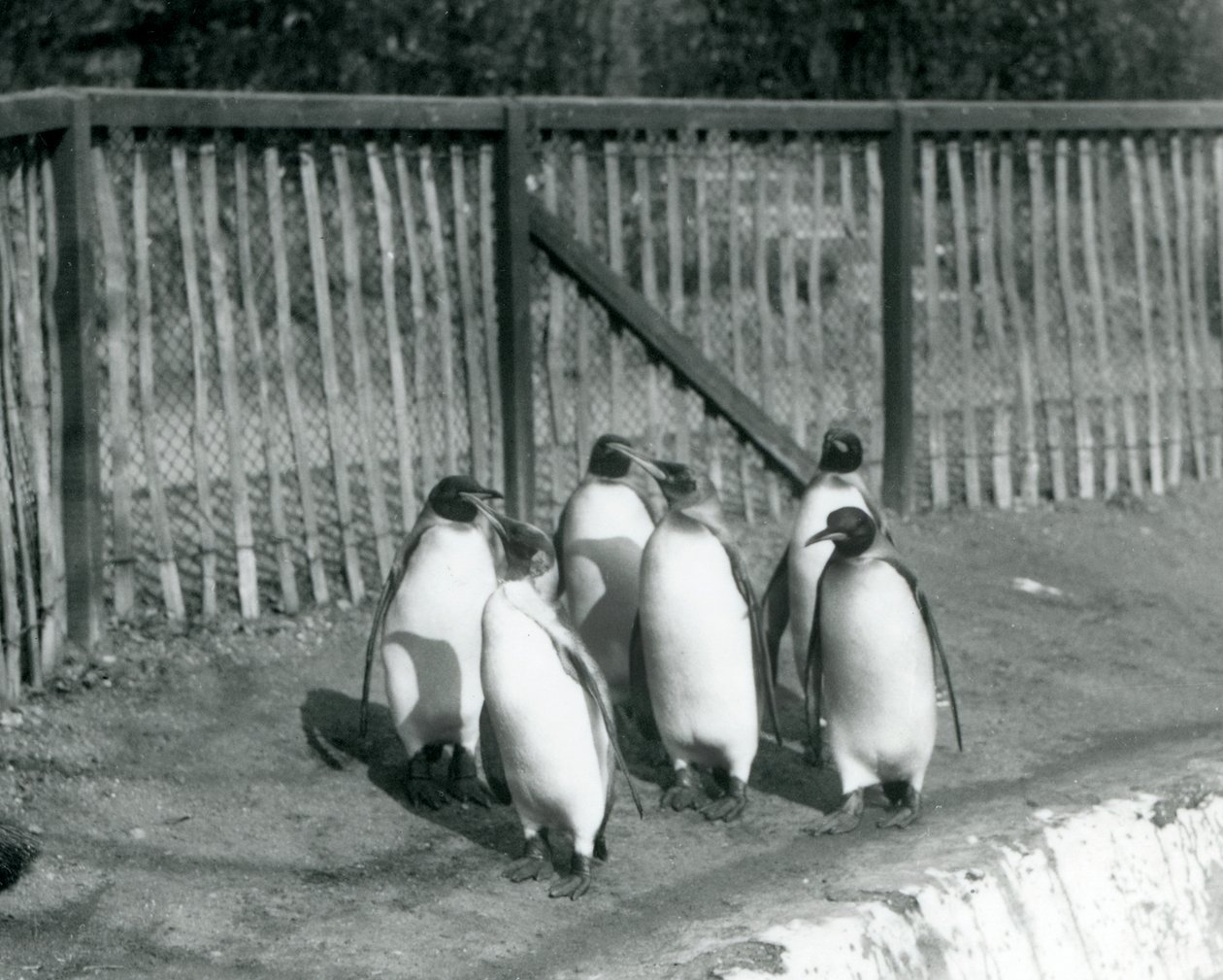 Sei pinguini reali che camminano accanto alla loro piscina allo Zoo di Londra nel 1927 da Frederick William Bond