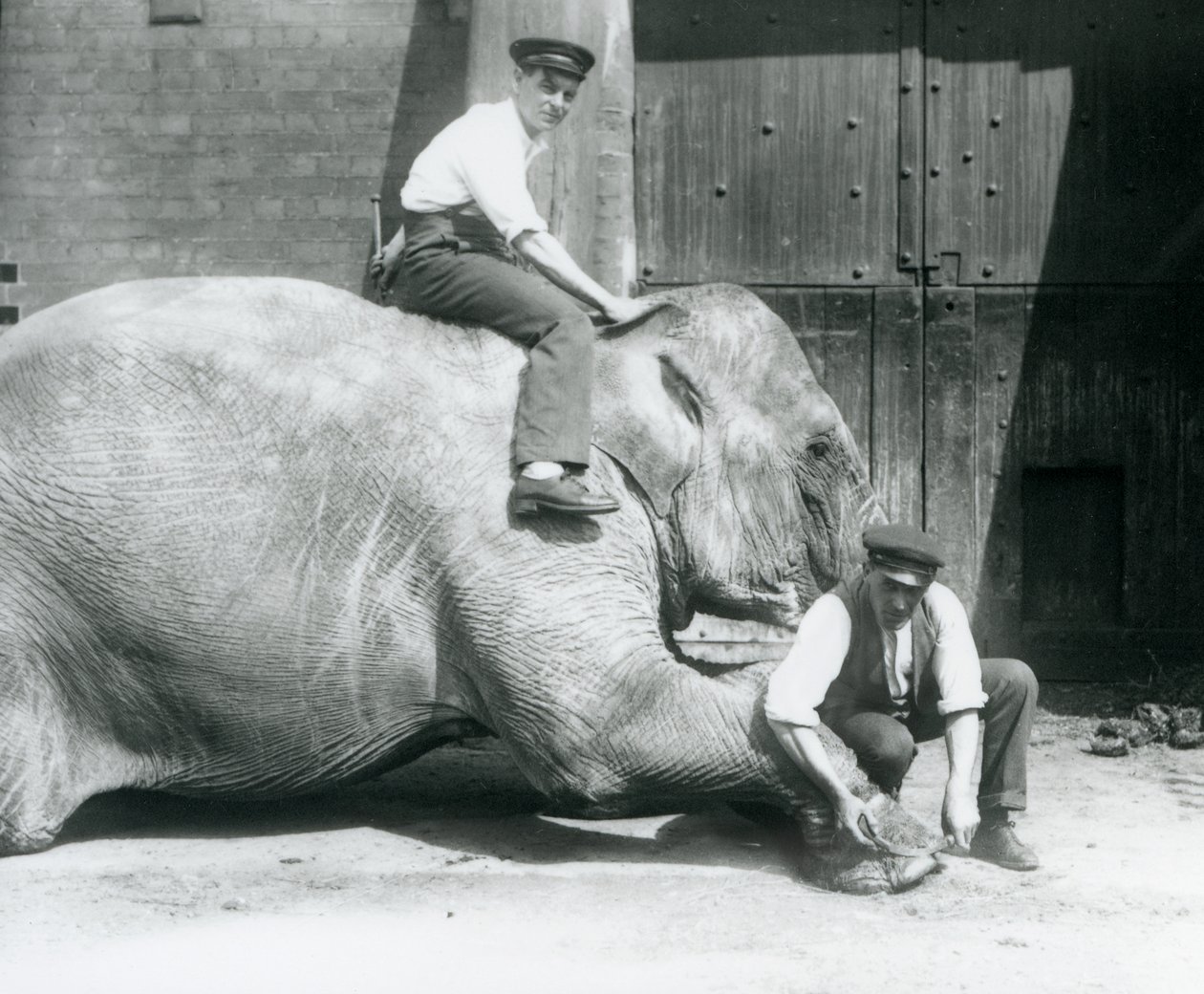 Sundermalah che si fa tagliare il piede anteriore da un custode con una lima, mentre un altro è seduto sulla sua schiena, Zoo di Londra, agosto 1926 da Frederick William Bond