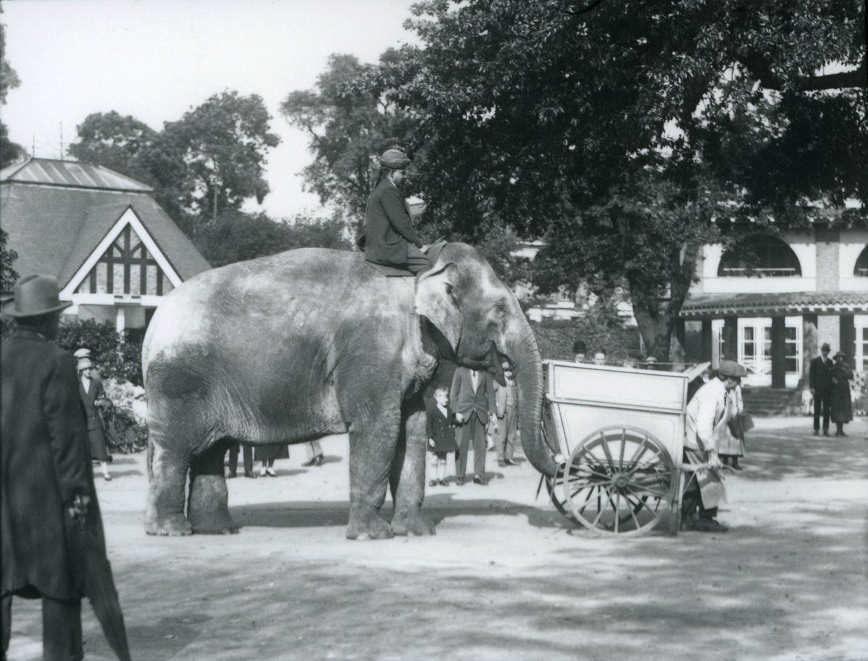Syed Ali che cavalca Indiarani dietro una carriola, Zoo di Londra, ottobre 1925 da Frederick William Bond