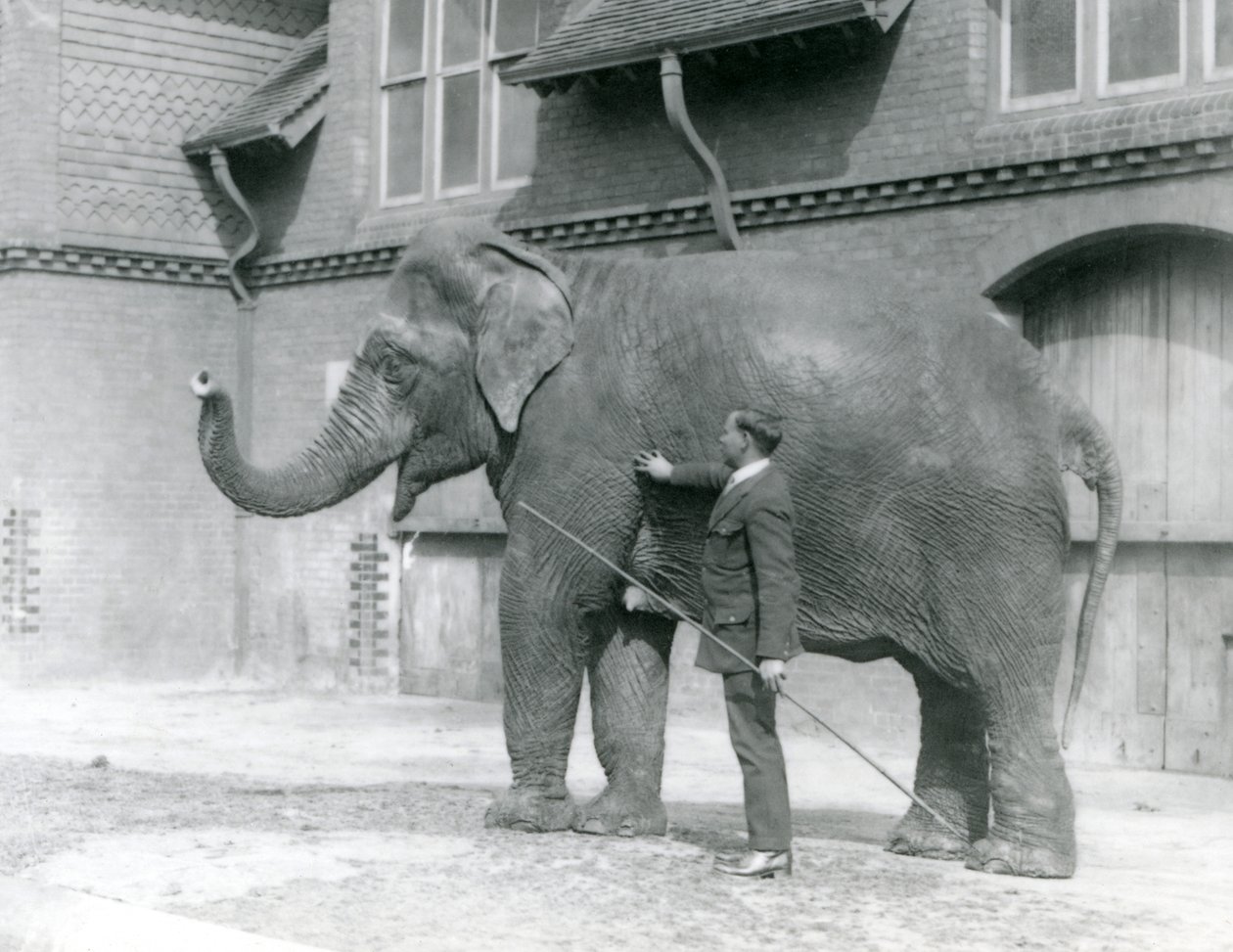 Syed Ali addestra Indiarani davanti alla Casa degli Elefanti, Zoo di Londra, agosto 1923 da Frederick William Bond