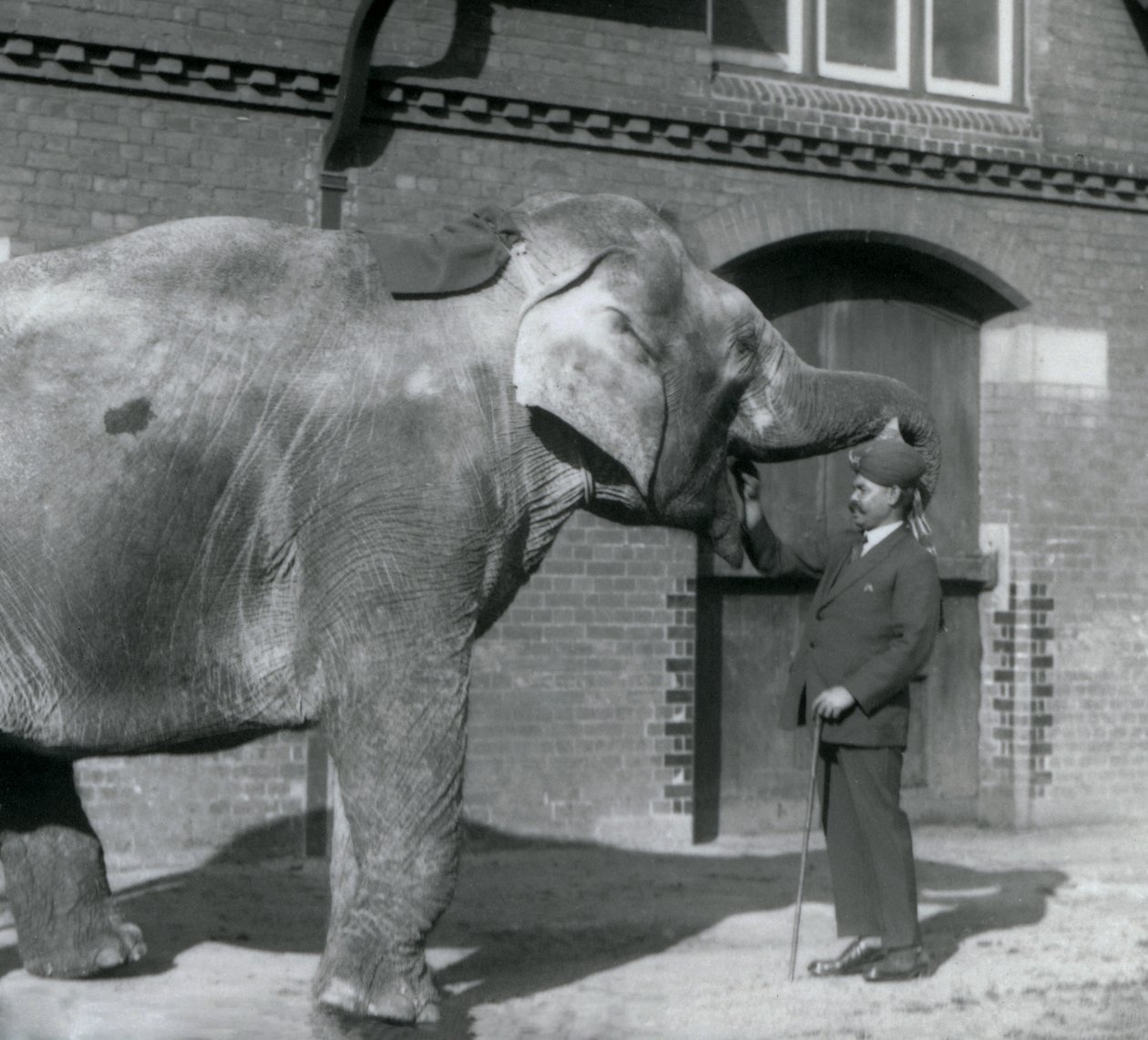 Syed Ali che addestra Indiarani davanti alla Casa degli Elefanti, Zoo di Londra, ottobre 1925 da Frederick William Bond