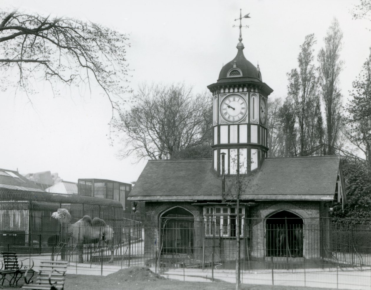 La Casa dei Cammelli, Zoo di Londra da Frederick William Bond