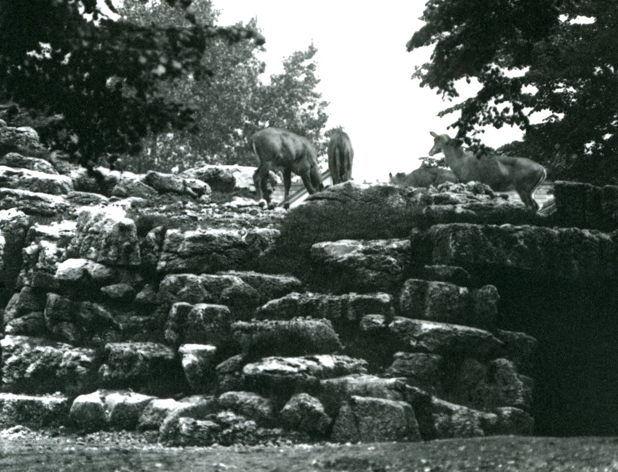 Il recinto degli eland al London Zoo nel giugno 1924 da Frederick William Bond