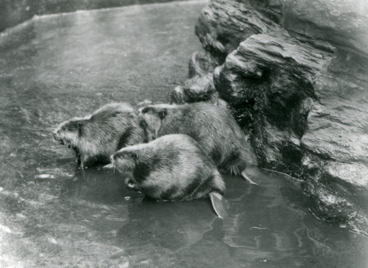 Tre castori nella loro piscina allo Zoo di Londra, anni 1920 da Frederick William Bond