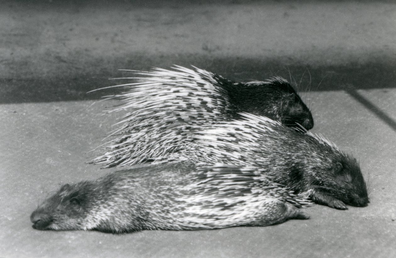 Tre istrici del Capo sudafricano, Zoo di Londra, 1925 da Frederick William Bond